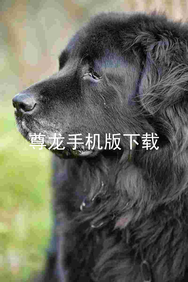 尊龙手机版下载
